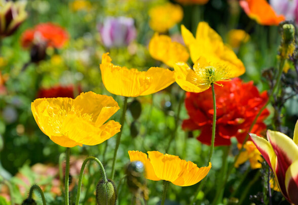 Massif de coquelicots jaunes et fleurs colorées en pleine floraison dans un jardin au printemps - Agrandir l'image, fenêtre modale
