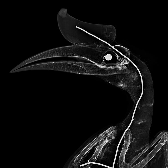  - Agrandir l'image, fenêtre modale