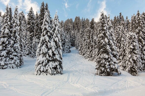 Forêt de sapins enneigés sur une colline hivernale sous un ciel bleu, sillons de ski tracés dans la neige - Agrandir l'image, fenêtre modale
