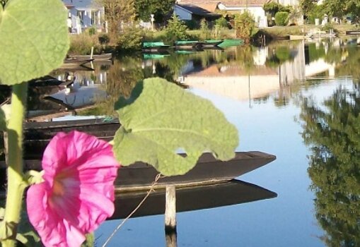 Barque sur un canal du marais poitevin avec une rose trémière rose au premier plan