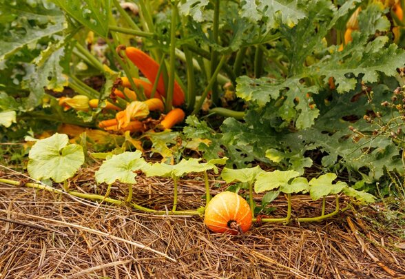 Paillage potager - Agrandir l'image, fenêtre modale