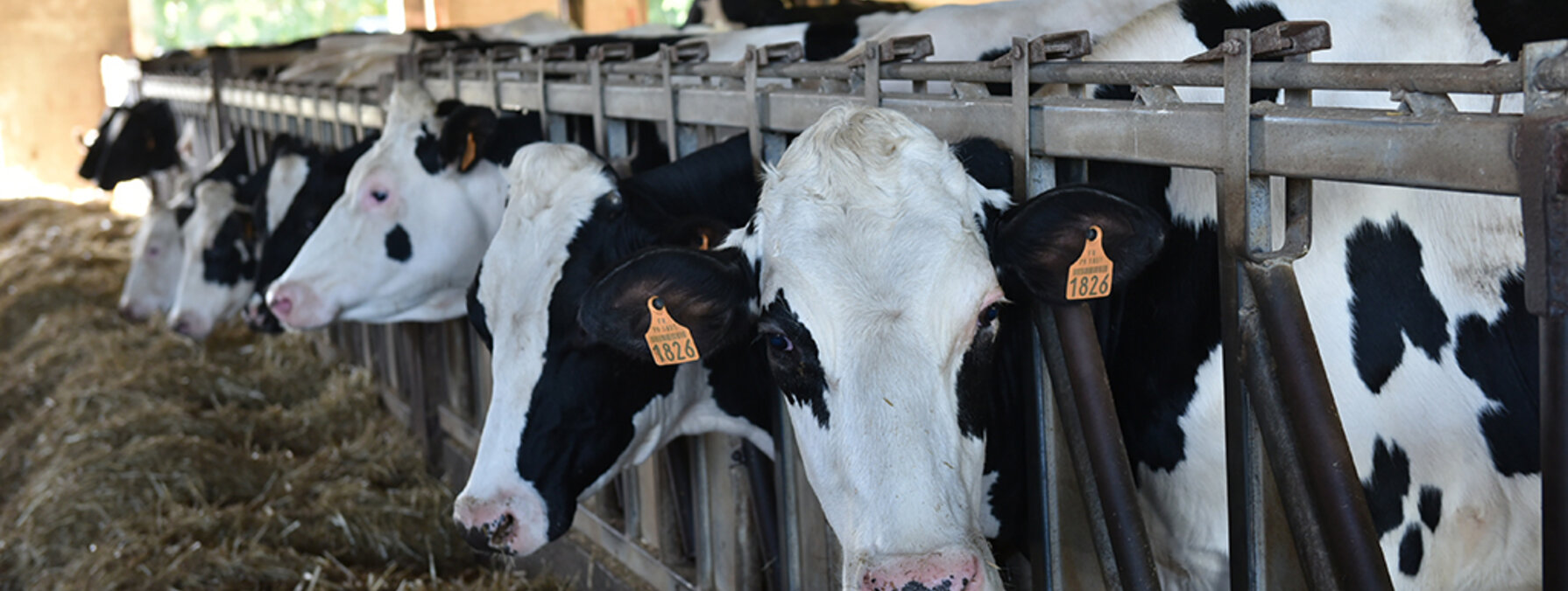 Vaches de l'exploitation La Roche Laitière à Brûlain ©BD