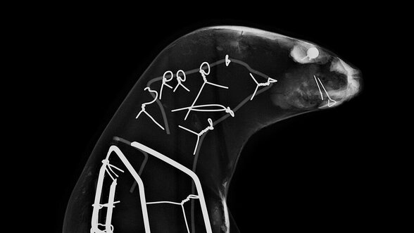 Radiographie d'une loutre d'Europe naturalisée révélant l'armature métallique interne de la pièce de taxidermie - Agrandir l'image, fenêtre modale