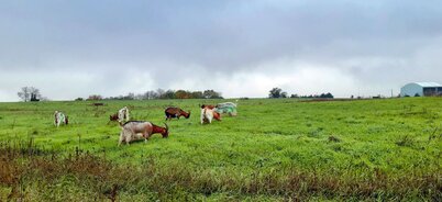 Chèvres dans un champ