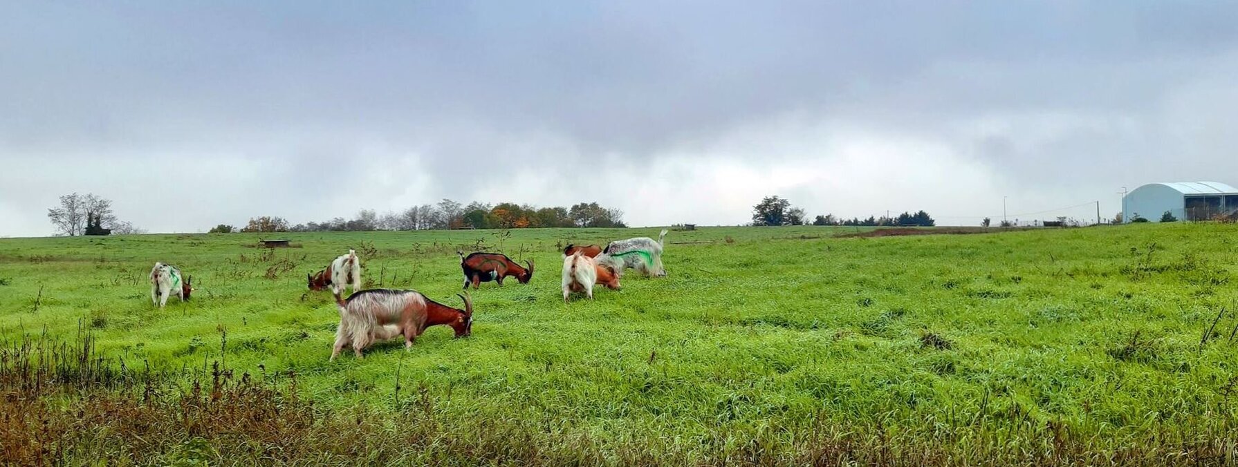 Chèvres dans un champ