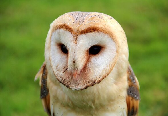 Chouette effraie (Tyto alba) de face, disque facial en cœur blanc et beige, plumage doré, fond verdoyant flou - Agrandir l'image, fenêtre modale