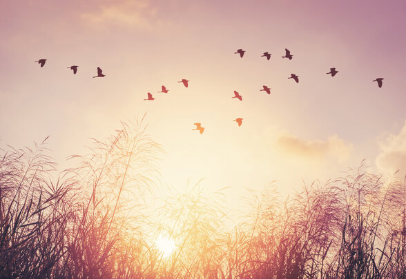 Vol en formation de nombreux oiseaux au-dessus de grandes herbes, silhouettés sur un ciel rosé au soleil couchant - Agrandir l'image, fenêtre modale