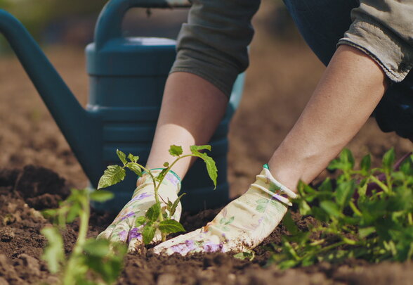 Farmer hands planting to soil tomato seedling - Agrandir l'image, fenêtre modale
