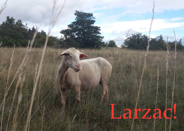 Visuel du spectacle : une brebis dans une prairie de hautes herbes dorées, titre Larzac ! en rouge - Agrandir l'image, fenêtre modale