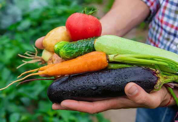 Mains tendant une récolte de légumes frais — tomate, carotte, courgette, aubergine — dans un potager verdoyant - Agrandir l'image, fenêtre modale