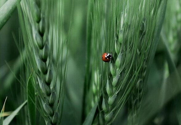 Épis de blé verts en gros plan avec une coccinelle rouge, symbole d'agriculture naturelle et de biodiversité - Agrandir l'image, fenêtre modale
