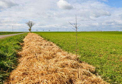 Arbres plantes chemin de la Goupilliere dans le cadre du programme Niort canopee