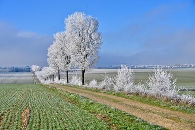 Paysage rural hivernal avec des arbres couverts de givre et des champs gelés sous un ciel bleu