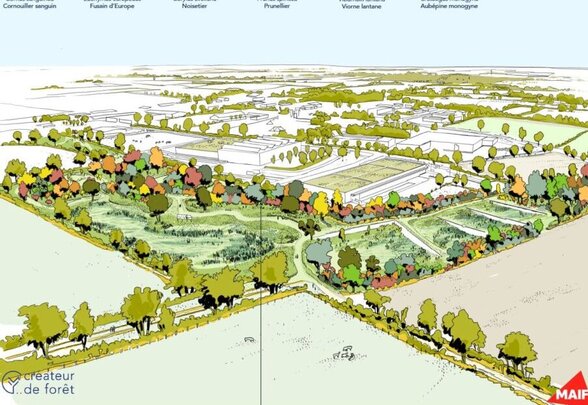 Représentation de la futaie mélangée à maturité (+100 ans) et liste des espèces arbustives plantées - Agrandir l'image, fenêtre modale