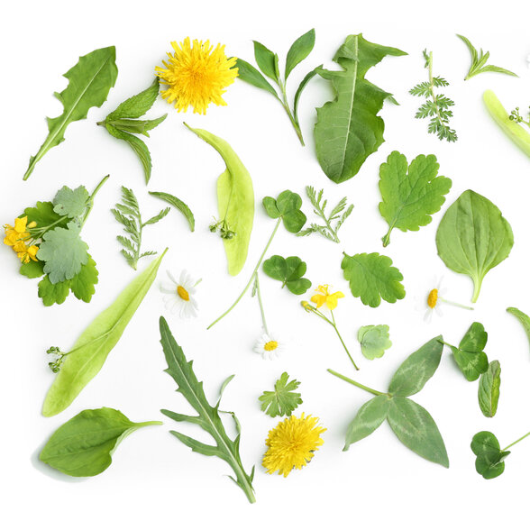  - Agrandir l'image, fenêtre modale