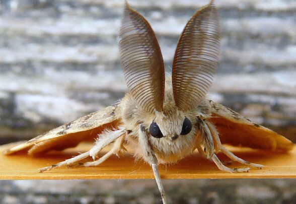 Papillon nocturne aux antennes plumeuses pectinées déployées, vu de face, posé sur un support orange - Agrandir l'image, fenêtre modale