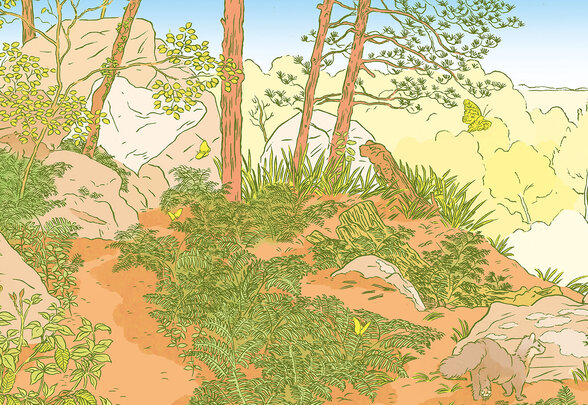 Dessin naturaliste d'un sous-bois : chemin de terre, rochers, pins, végétation dense, papillons et faune sauvage - Agrandir l'image, fenêtre modale