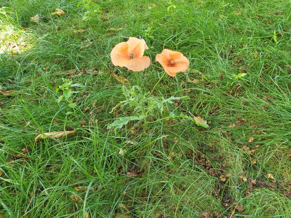 Deux coquelicots orangés s'épanouissent dans une pelouse enherbée, témoignant de la biodiversité végétale préservée au parc - Agrandir l'image, fenêtre modale