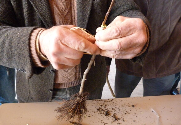 Mains réalisant une greffe sur un porte-greffe raciné, maintenue par une ligature en raphia - Agrandir l'image, fenêtre modale