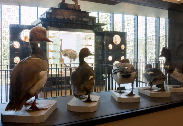 Spécimens d'oiseaux aquatiques naturalisés présentés sur socles dans une salle d'exposition, avec une autruche visible en arrière-plan - Agrandir l'image, fenêtre modale