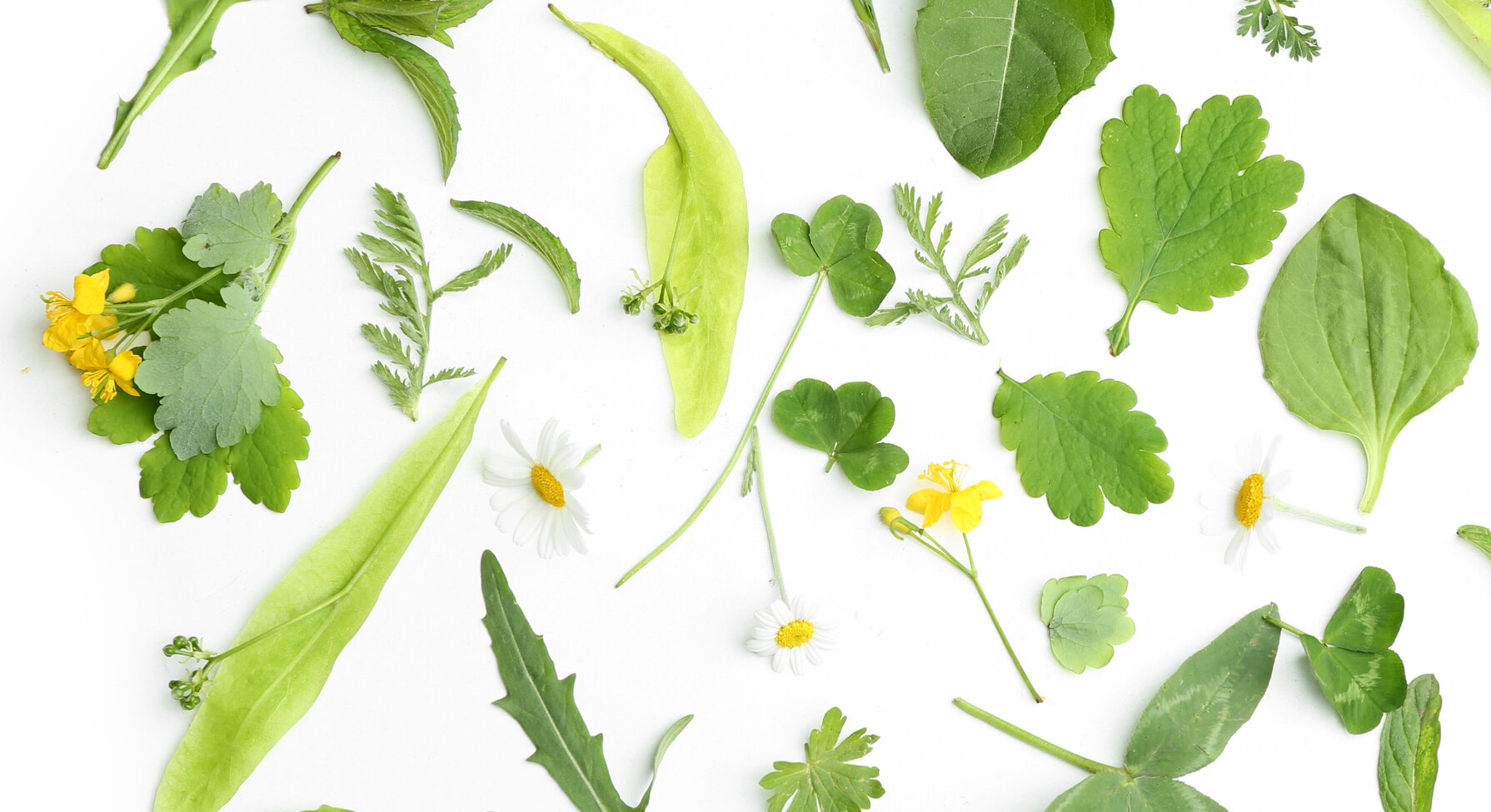 Feuilles et fleurs de plantes sauvages — pissenlits jaunes, marguerites blanches et feuillages variés — disposés sur fond blanc