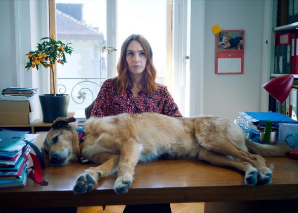 Une avocate dans son bureau face à un grand chien couché en travers de son bureau encombré de dossiers - Agrandir l'image, fenêtre modale
