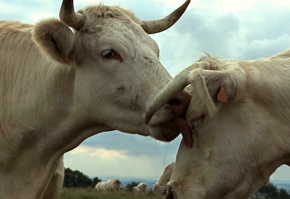 Deux vaches se lèchent le museau en gros plan dans un pré, troupeau en arrière-plan sous un ciel nuageux - Agrandir l'image, fenêtre modale