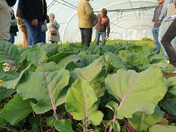 Participants du club restauration en visite dans une serre maraîchère, au milieu de rangs de choux