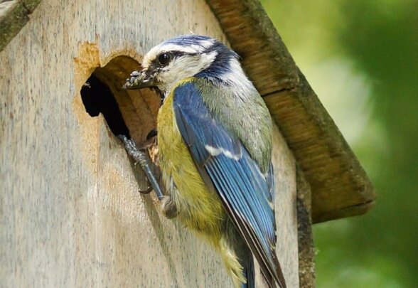 Mésange bleue perchée à l'entrée d'un nichoir en bois, bec garni d'insectes pour nourrir ses oisillons - Agrandir l'image, fenêtre modale