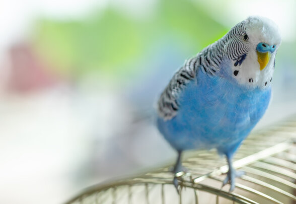 Perruche ondulée aux plumes bleues et blanches perchée sur le dessus d'une cage métallique, en gros plan - Agrandir l'image, fenêtre modale