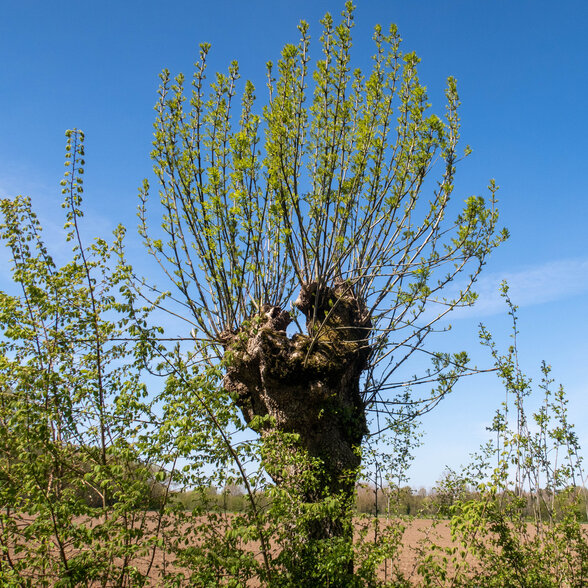  - Agrandir l'image, fenêtre modale