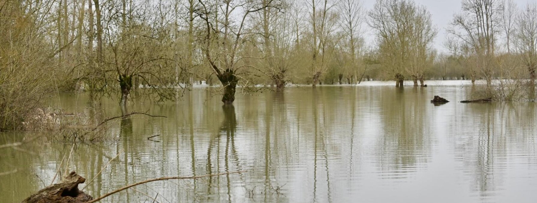 Arbres aux pieds submergés par les eaux de crue dans une plaine inondée, eau boueuse s'étendant au loin