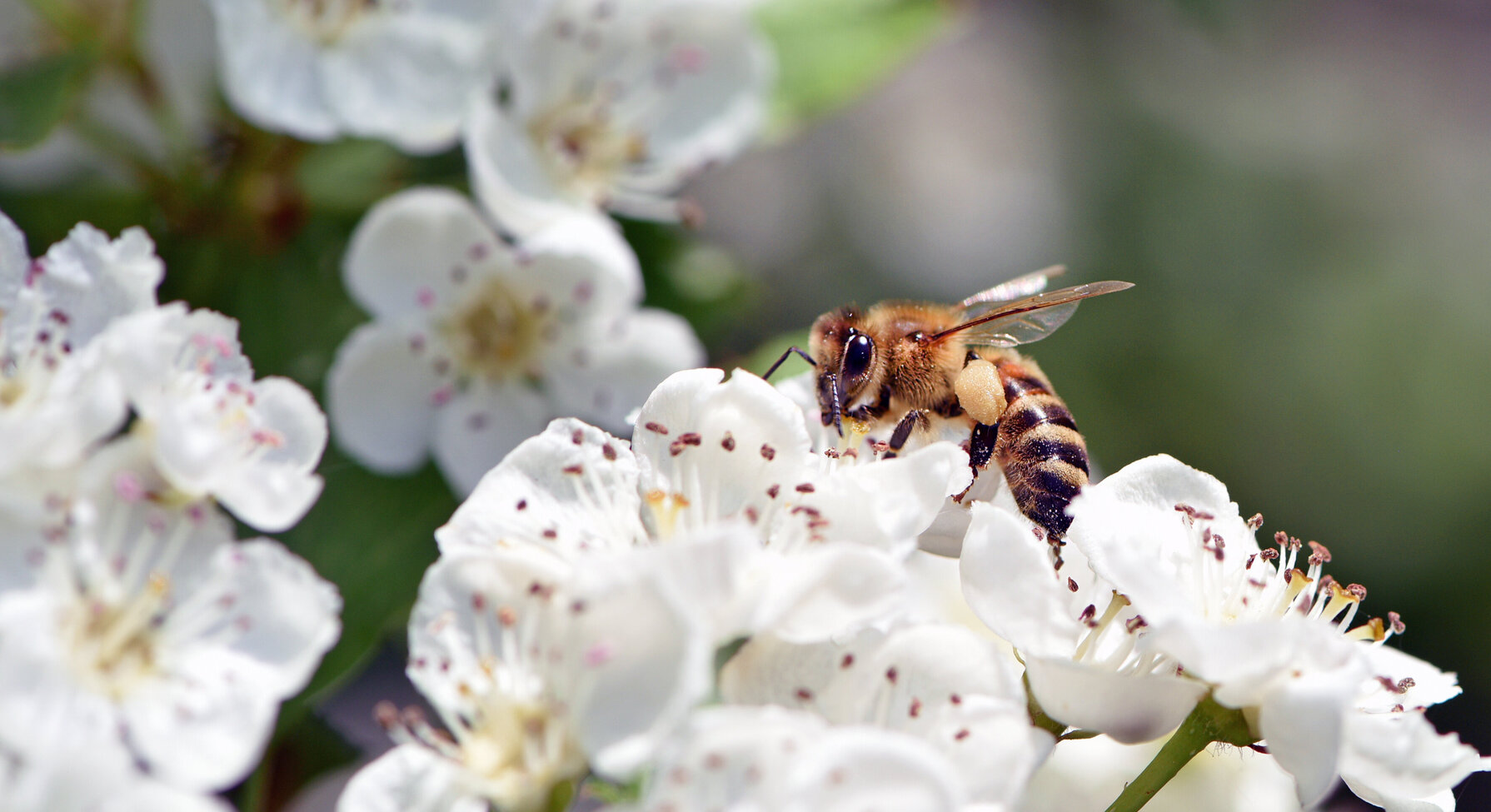 Une abeille butinant des fleurs blanches d'aubépine, illustrant les insectes pollinisateurs à découvrir lors de cet atelier.