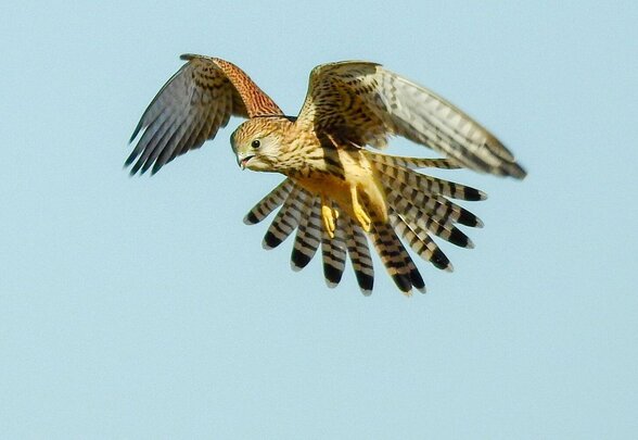 Faucon crécerelle aux ailes déployées en plein vol sur fond de ciel bleu, plumage brun-roux strié et serres jaunes - Agrandir l'image, fenêtre modale