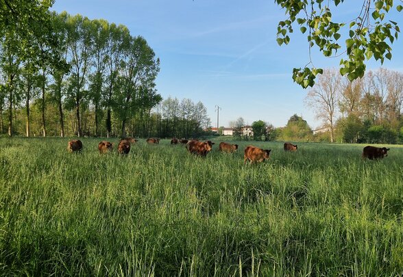 Bovins en pâturage dans une prairie verdoyante entourée d'arbres, sous un ciel bleu printanier - Agrandir l'image, fenêtre modale