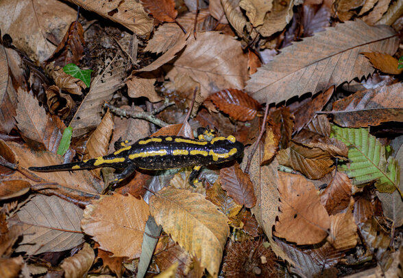 Salamandre - Agrandir l'image, fenêtre modale