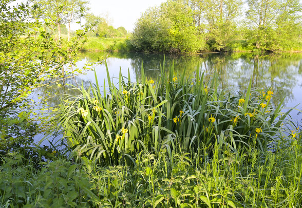 Cours d'eau calme bordé de roseaux et d'iris des marais jaunes en fleurs, dans un environnement naturel boisé - Agrandir l'image, fenêtre modale