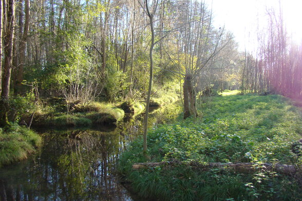 Chenal aux eaux calmes bordé d'une végétation luxuriante et de grands arbres baignés de lumière printanière - Agrandir l'image, fenêtre modale