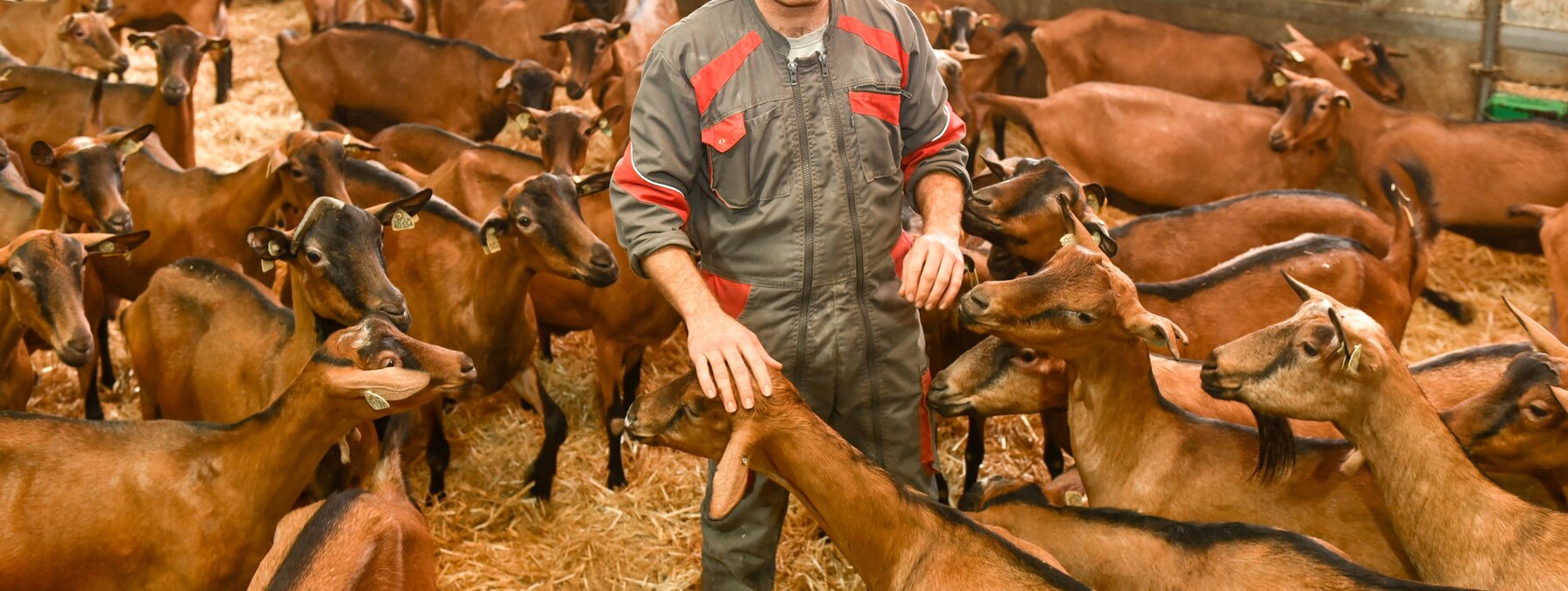 Sylvain Veillon au milieu de ses chèvres