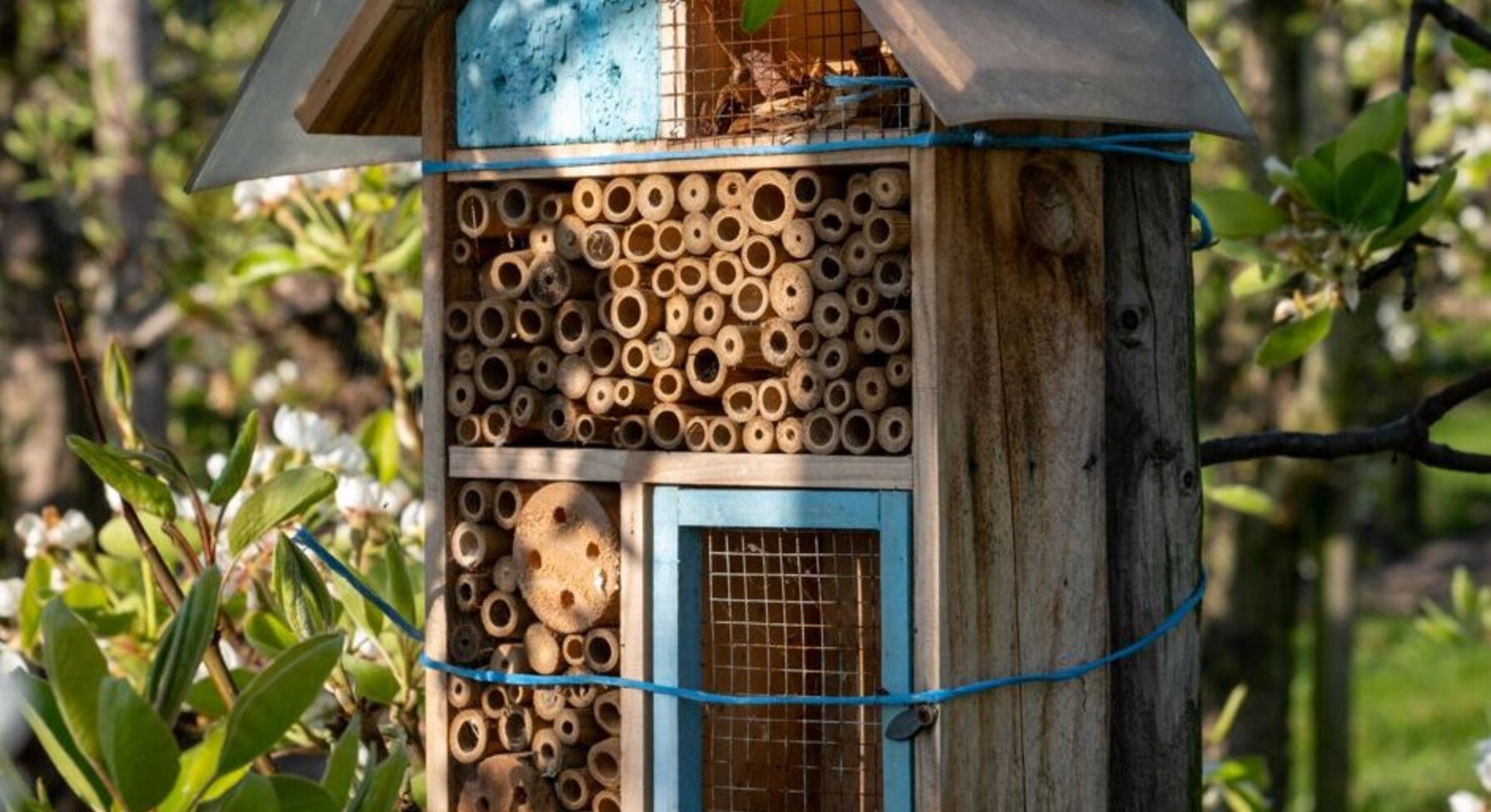 Hôtel à insectes en bois fixé sur un tronc d'arbre, entouré de branches fleuries au printemps