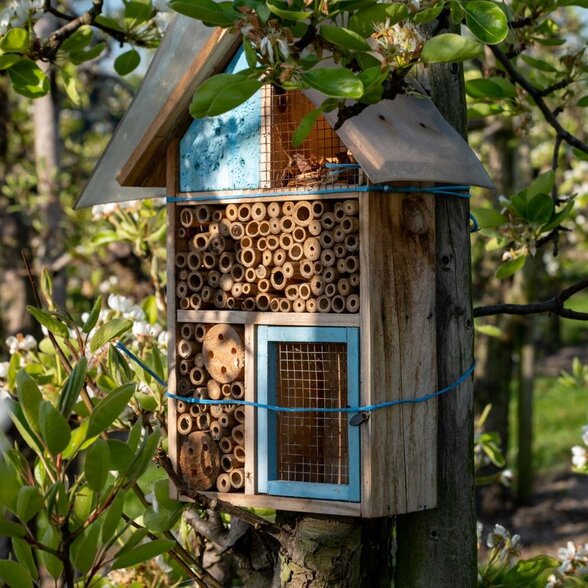  - Agrandir l'image, fenêtre modale