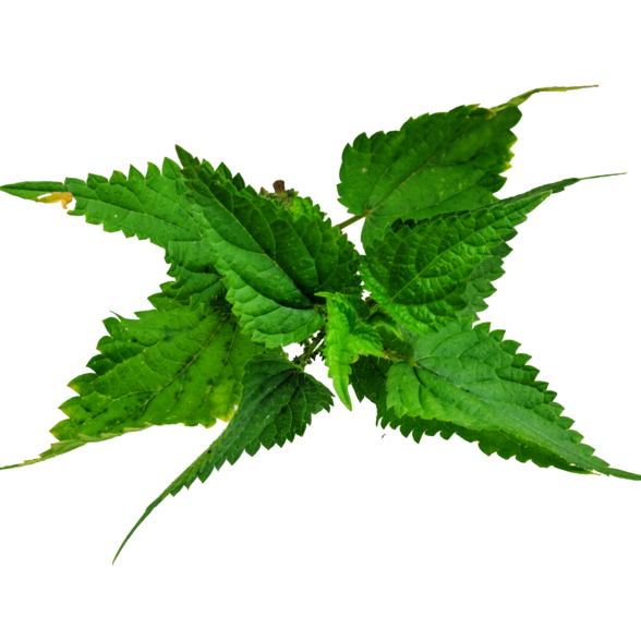  - Agrandir l'image, fenêtre modale