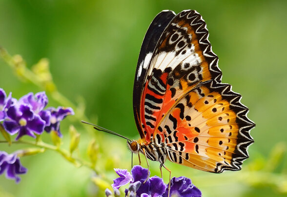 Papillon aux ailes orange, noires et blanches posé sur des fleurs violettes dans un fond végétal vert - Agrandir l'image, fenêtre modale