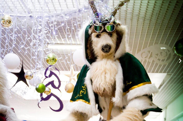 Chien costumé en cape verte et lunettes de pilote, coiffé de bois de renne scintillants, dans un décor de Noël féerique - Agrandir l'image, fenêtre modale
