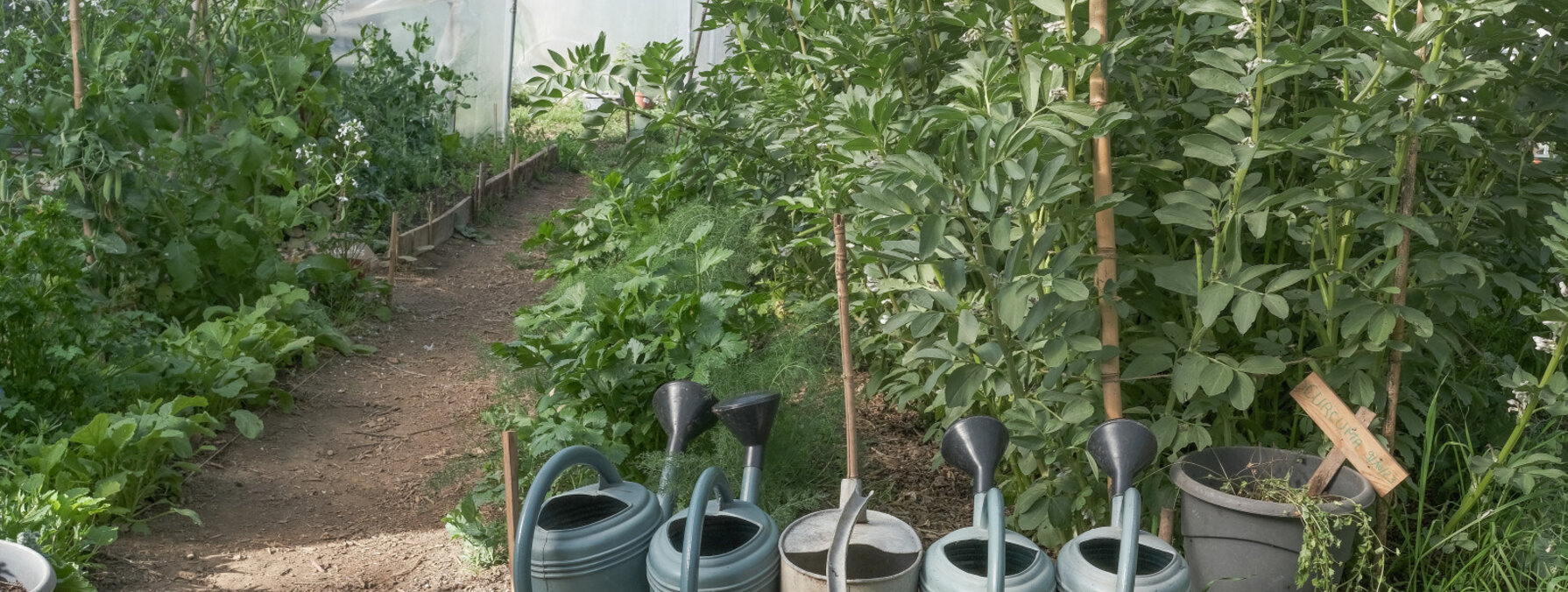 Arrosoirs alignés devant une serre tunnel abritant des plants de légumes du jardin solidaire