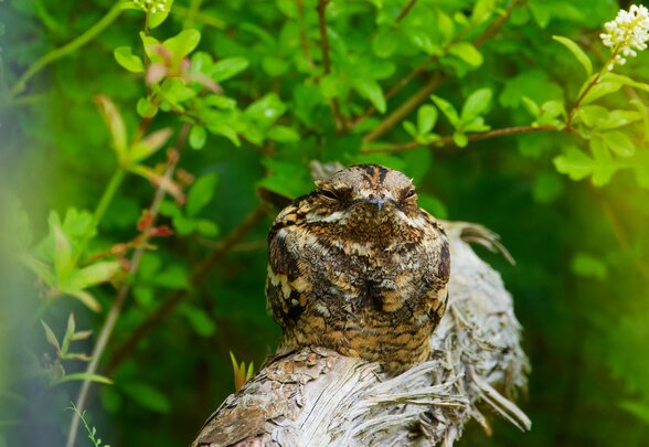 Engoulevent d'Europe femelle posé sur une souche, son plumage brun moucheté le rendant presque invisible contre l'écorce - Agrandir l'image, fenêtre modale