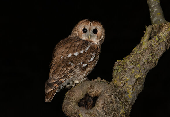  - Agrandir l'image, fenêtre modale